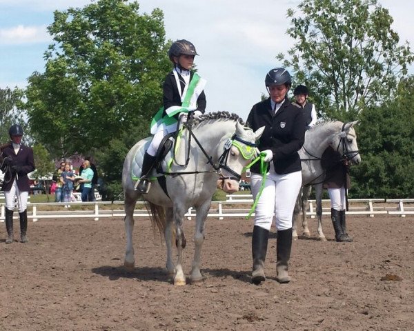 dressage horse Melthes Graffito (Welsh mountain pony (SEK.A), 2009)