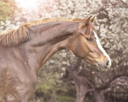 broodmare Holly W (German Riding Pony, 2011, from Nino)