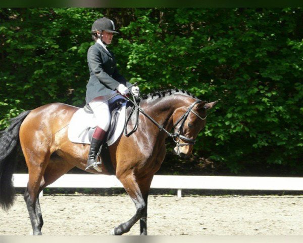 dressage horse Quickstep 39 (Hanoverian, 2008, from Quicksilber)