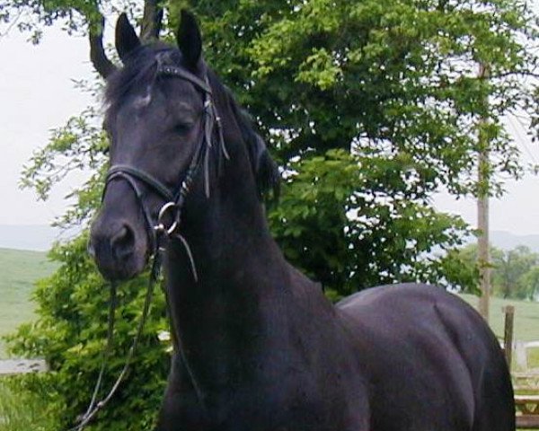 stallion Rapptaenzer (Oldenburg, 1991, from Rubinstein I)