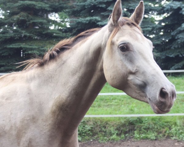 broodmare Khreme Khassis GF (German Warmblood,  , from Rapptaenzer)