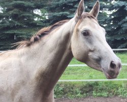 broodmare Khreme Khassis GF (German Warmblood,  , from Rapptaenzer)