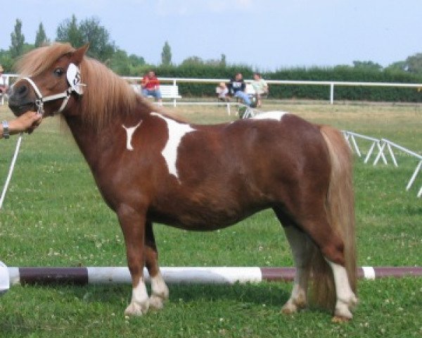 Zuchtstute Wendy (Shetland Pony (unter 87 cm), 2005, von Bulkgwyn Apache)