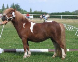 broodmare Wendy (Shetland pony (under 87 cm), 2005, from Bulkgwyn Apache)