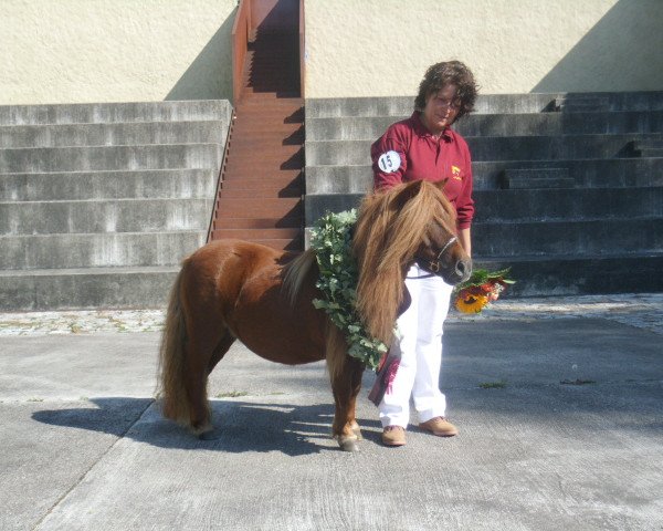 broodmare Romy van stal Noordhoekhof (Shetland pony (under 87 cm), 2001, from Harlando van Wegdam)