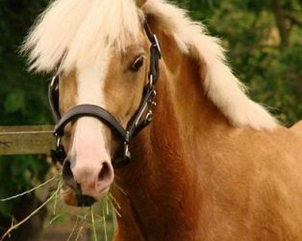 jumper Bodethal's Prince Pepper (German Riding Pony, 2010, from Prince Charming 17)