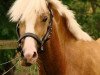 dressage horse Bodethal's Prince Pepper (German Riding Pony, 2010, from Prince Charming 17)