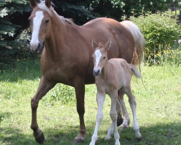 broodmare Maigold GF (Zweibrücken, 1994, from Malteser Gold)