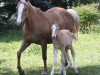 broodmare Maigold GF (Zweibrücken, 1994, from Malteser Gold)