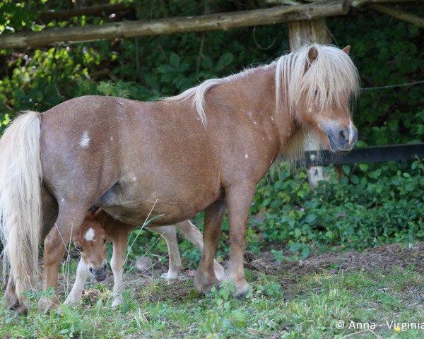 Zuchtstute Trixi (Shetland Pony (unter 87 cm), 2001, von Theseus)