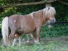 broodmare Trixi (Shetland pony (under 87 cm), 2001, from Theseus)