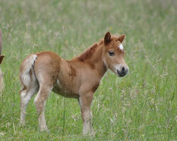 horse Pino vom Emmerblick (Shetland pony (under 87 cm), 2015, from Picasso K)