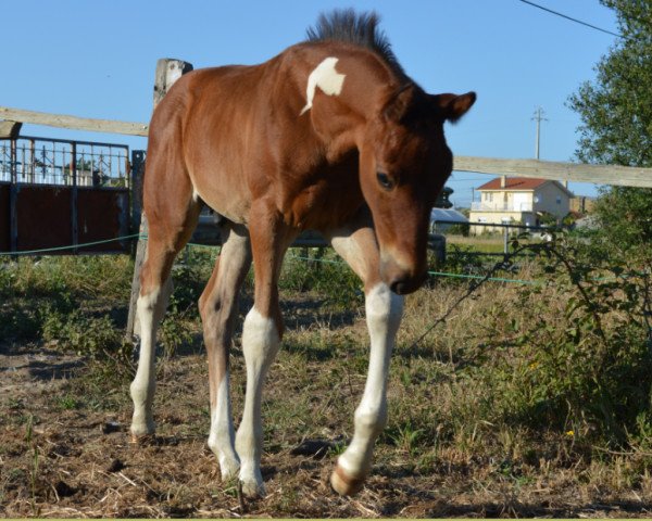 stallion Umbracle Fly Z (Zangersheide riding horse, 2015, from Utah van Erpekom)