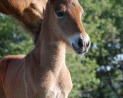 broodmare Ársól frá Garði (Iceland Horse, 2010, from Klettur frá Hvammi)