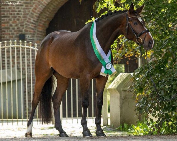 broodmare Gräfin Gomera (Trakehner, 2010, from Münchhausen)