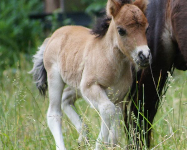 Pferd Vinny vom Emmerblick (Shetland Pony, 2015)