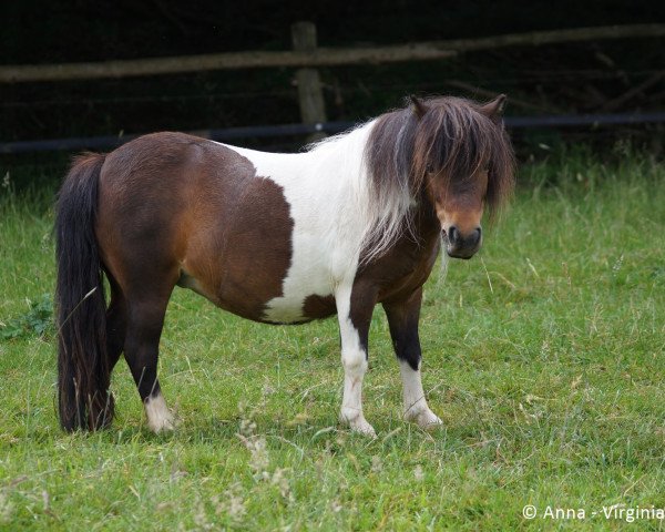 Zuchtstute Bonny aus dem Flapetal (Shetland Pony (unter 87 cm), 2012)