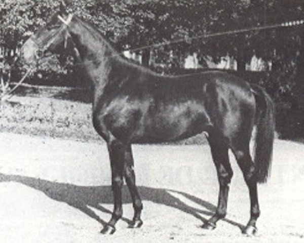 stallion Mister Charriere AA (Anglo-Arabs, 1978, from Arlequin AA)