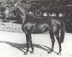 Deckhengst Mister Charriere AA (Anglo-Araber, 1978, von Arlequin AA)