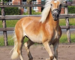 horse Apollo (Haflinger, 2011)