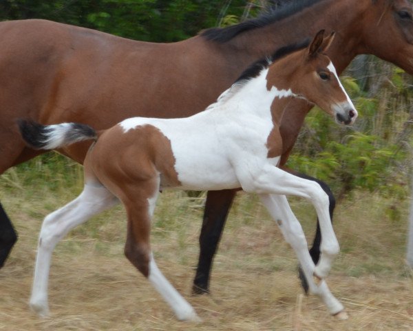 Pferd Cusco Fly Z (Zangersheide Reitpferd, 2015, von Ceasar Ter Linden)