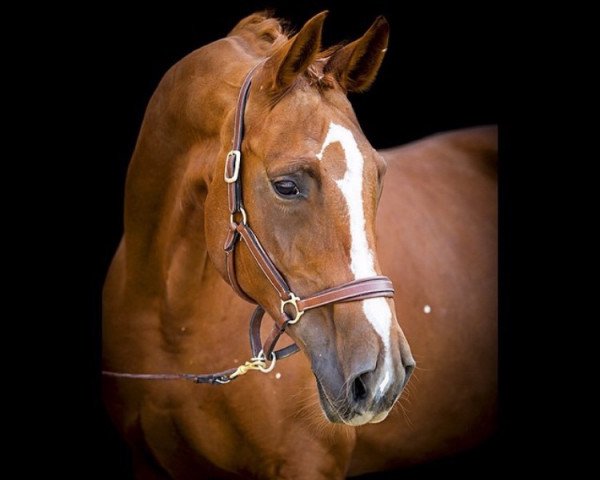 dressage horse Riga 51 (Hanoverian, 2005, from Rubin Royal OLD)