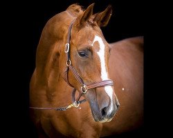 dressage horse Riga 51 (Hanoverian, 2005, from Rubin Royal OLD)