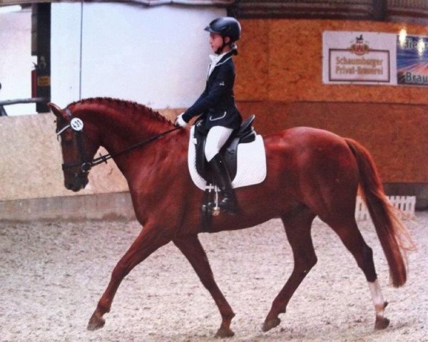 dressage horse Don Faustino (Oldenburg, 1999, from Donnerhall)