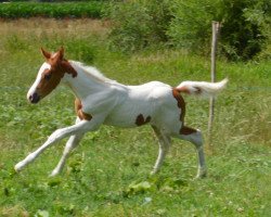 stallion Koning van Hoop Fly (KWPN (Royal Dutch Sporthorse), 2015, from Bonanza)