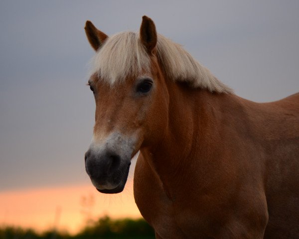 horse Fränzi (Haflinger Mix, 1992)