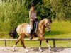 broodmare Donnerfee 35 (German Riding Pony, 1997, from Donnerwetter)