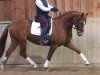 jumper Zamira 43 (German Sport Horse, 2005, from L'Ami)