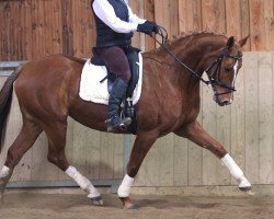 jumper Zamira 43 (German Sport Horse, 2005, from L'Ami)