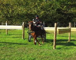 horse Tristan 266 (German Riding Pony, 2004, from Tizian)