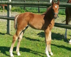 dressage horse Dacarda (Westphalian, 2015, from Davenport)