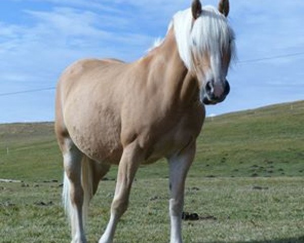 broodmare Iris (Haflinger,  , from Amsterdam)