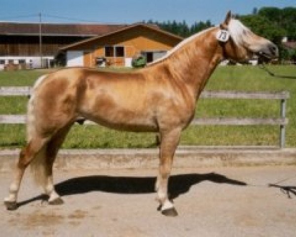 stallion Belarex (Haflinger, 2002, from Barkas)