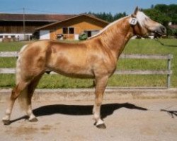 Deckhengst Belarex (Haflinger, 2002, von Barkas)