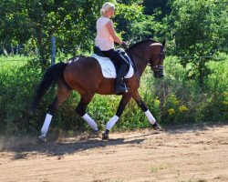 Pferd Choclette (Freiberger, 2011, von Eiffel)