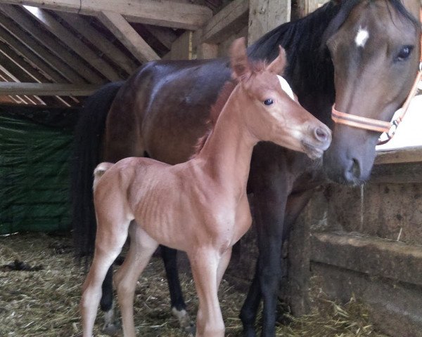 Zuchtstute Volpina bint Faraon (Arabisches Halbblut / Partbred, 2015, von Faraon ibn Moghar)