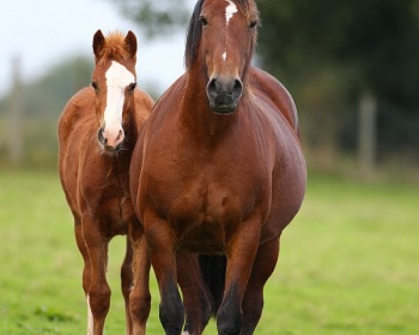 Zuchtstute Llanarth Lil (Welsh-Cob (Sek. D), 2001, von Crugybar Mabon)