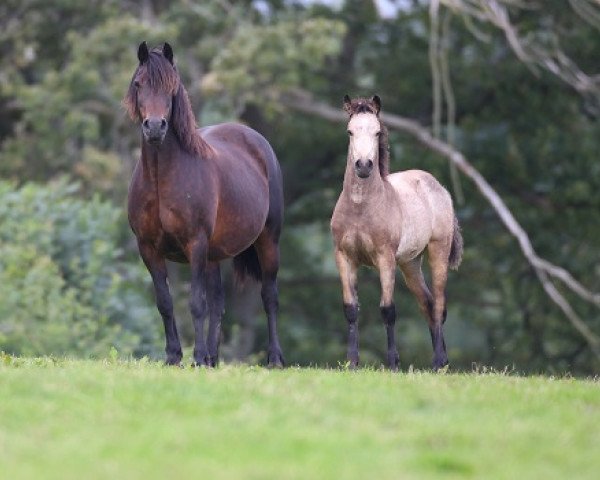 Zuchtstute Llanarth Nell (Welsh-Cob (Sek. D), 1995, von Mabnesscliffe Survivor)