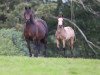 broodmare Llanarth Nell (Welsh-Cob (Sek. D), 1995, from Mabnesscliffe Survivor)