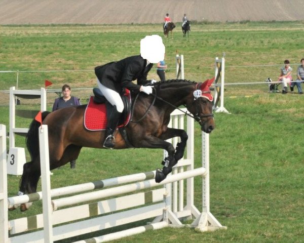 dressage horse Karanka (German Sport Horse, 2005, from Kaiser Franz)