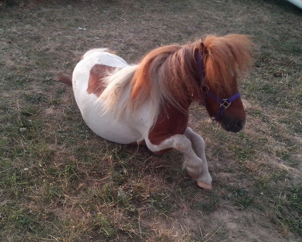 horse Tony (Shetland pony (under 87 cm), 2007)