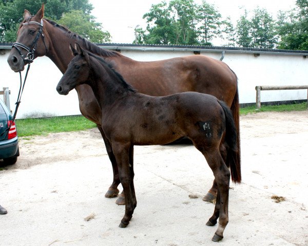 broodmare Mayla 17 (Mecklenburg, 2015, from E.H. Millennium)