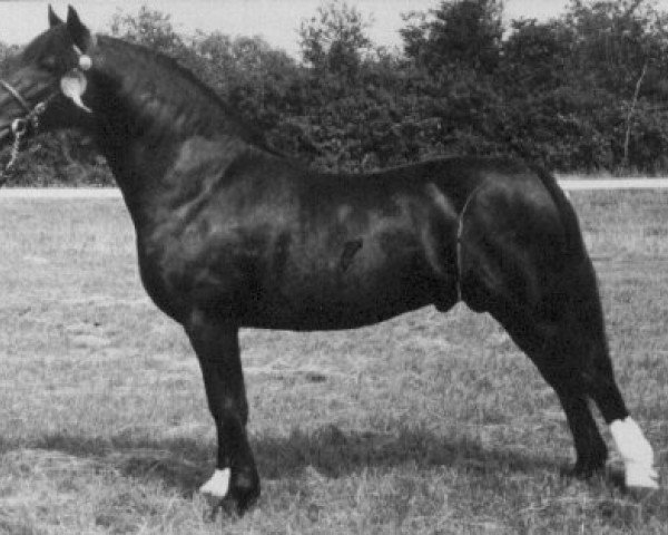 stallion Llanarth Valiants Image (Welsh-Cob (Sek. D), 1970, from Pentre Eiddwen Comet)