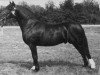 stallion Llanarth Valiants Image (Welsh-Cob (Sek. D), 1970, from Pentre Eiddwen Comet)