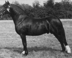 Deckhengst Llanarth Valiants Image (Welsh-Cob (Sek. D), 1970, von Pentre Eiddwen Comet)