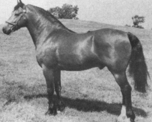 Deckhengst Llanarth Touch and Go (Welsh-Cob (Sek. D), 1973, von Llanarth Meredith ap Braint)